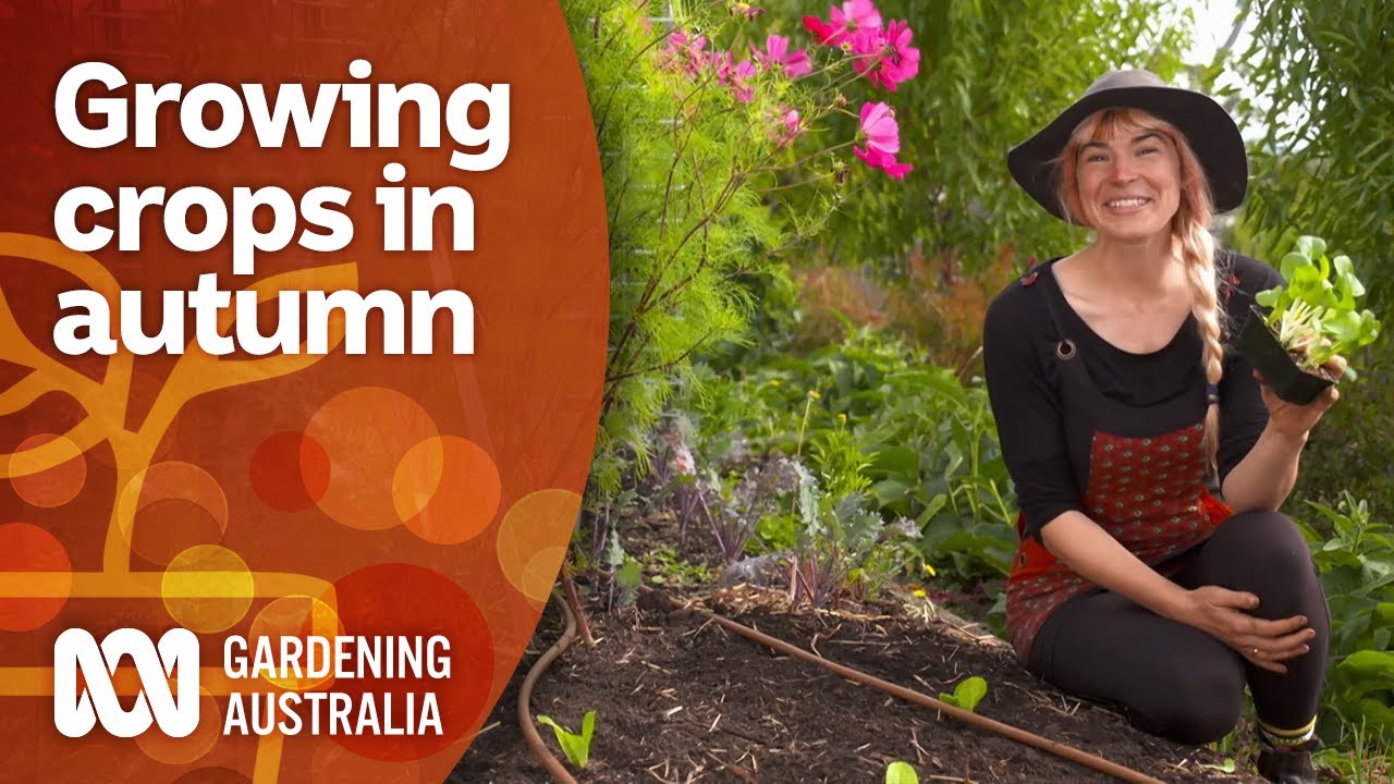 Why you should be planting your crops in autumn | Gardening 101 | Gardening Australia
