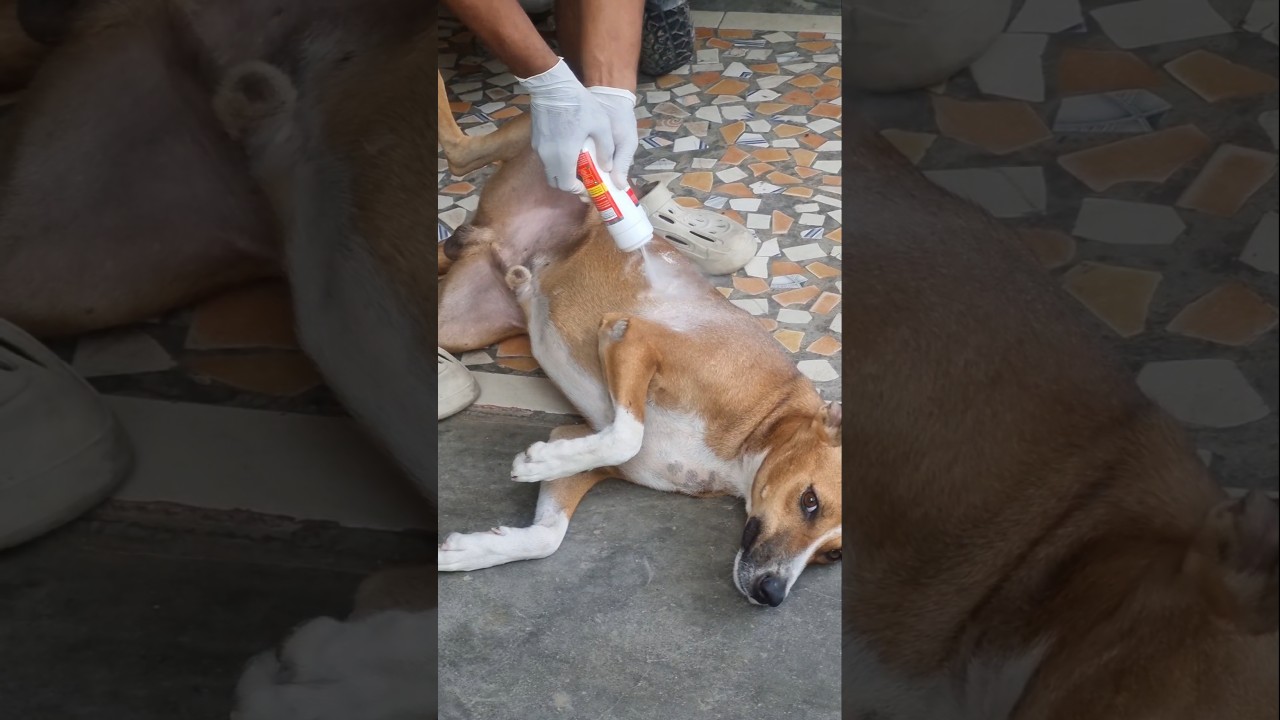 Indian breed or foreign breed🤨#reels #tamil #dog #dogrescue #iniyan #shorts