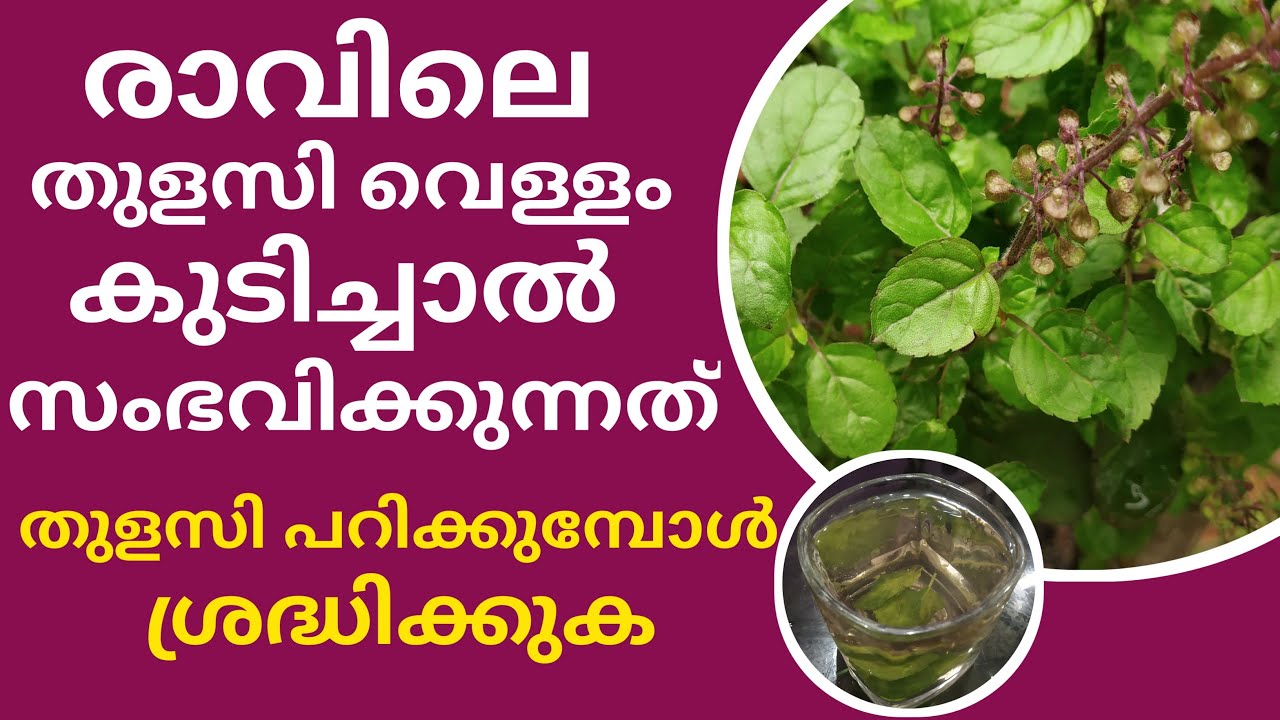 ഈ നാല് ഇലയിട്ട വെള്ളം കുടിച്ചാൽ സംഭവിക്കുന്ന അത്ഭുത ഗുണങ്ങൾ | Health Benefits Of Tulsi