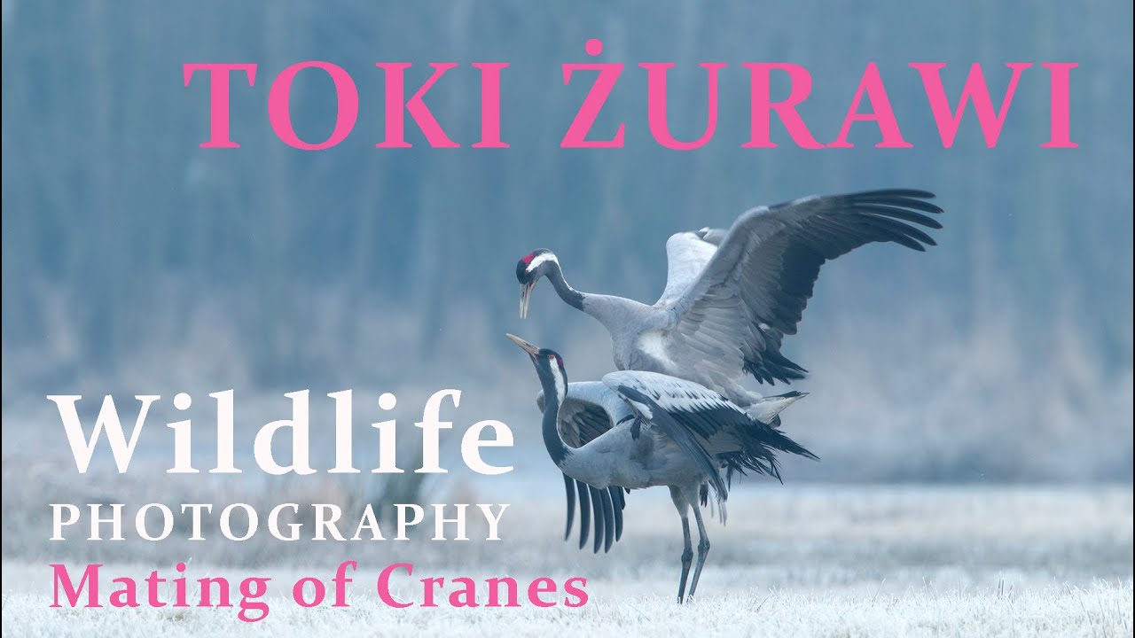 TOKI ŻURAWI | Wildlife Photography - Mating of Cranes