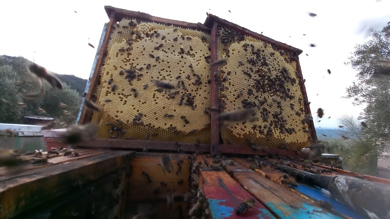 وداعا لشراء الطورود قوة و نجاح قسمة النحل بالنفضة الحسونية طرود ناجحة 100% فحص اليوم 8