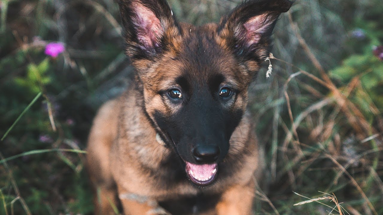 Belgian Malinois growing up (6 weeks - 16 months)