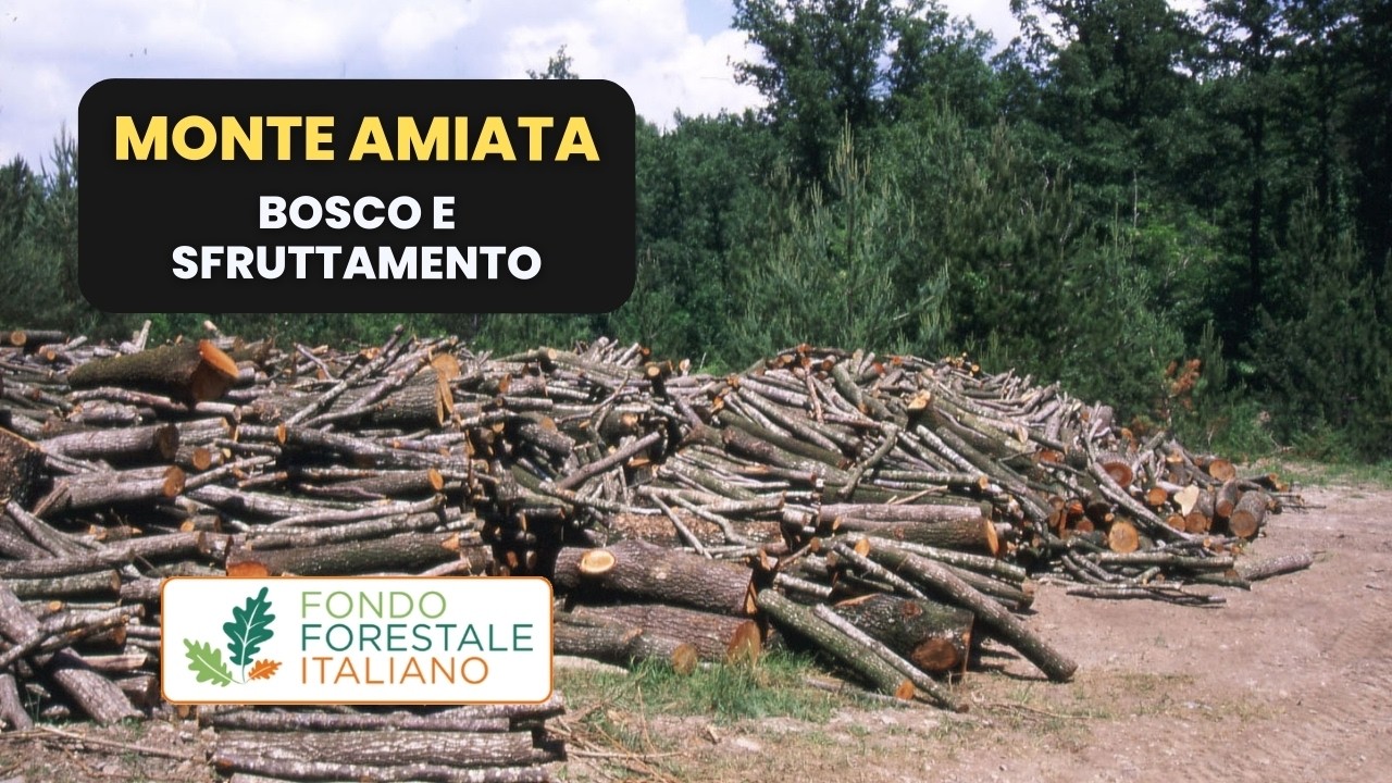 Monte Amiata: bosco e sfruttamento