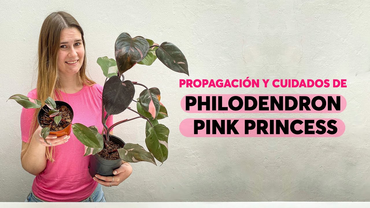 Propagación y cuidados del philodendron pink princess