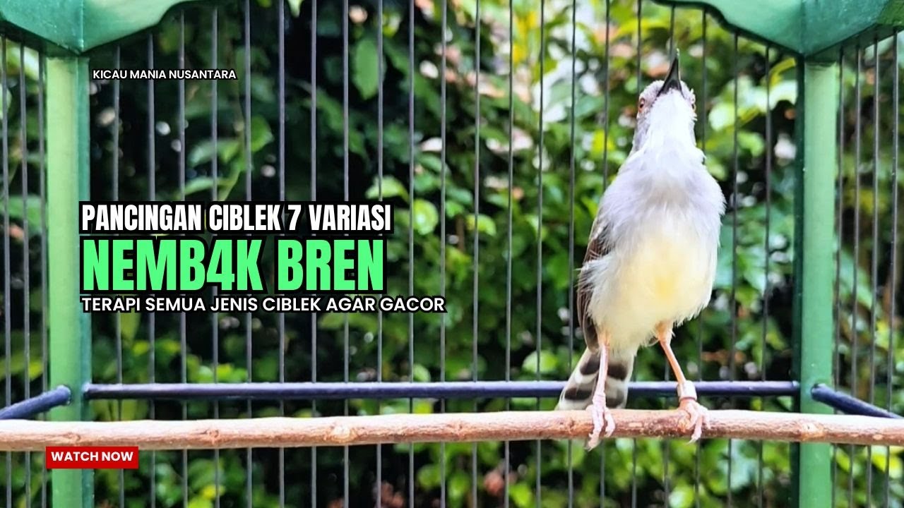 suara burung CIBLEK GACOR NGEBREN Pancingan Ciblek Semi bahan jadikan ciblek kristal gacor Tarung
