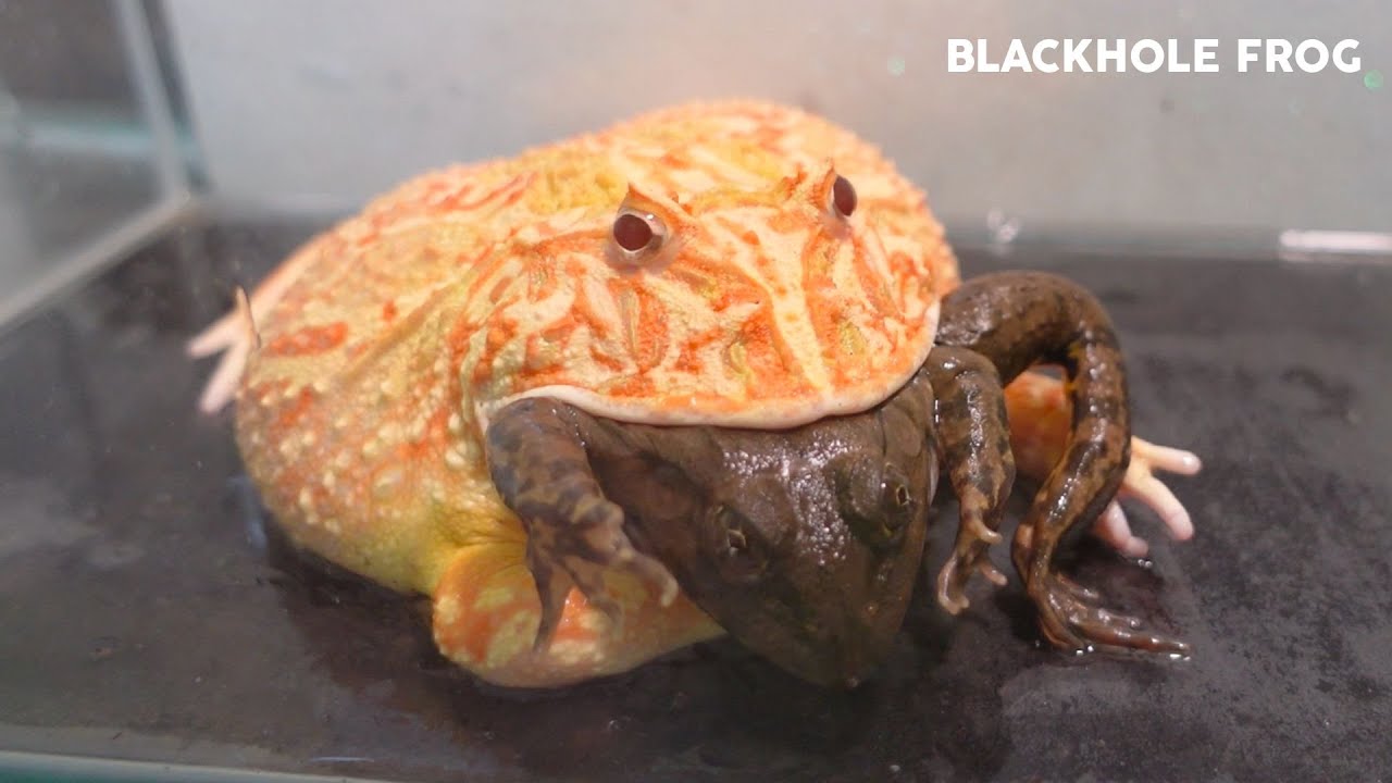 Sorry Frog... You are so delicious【食用カエル】| Pacman frog, African bullfrog【LIVE FEEDING】【ツノガエル】
