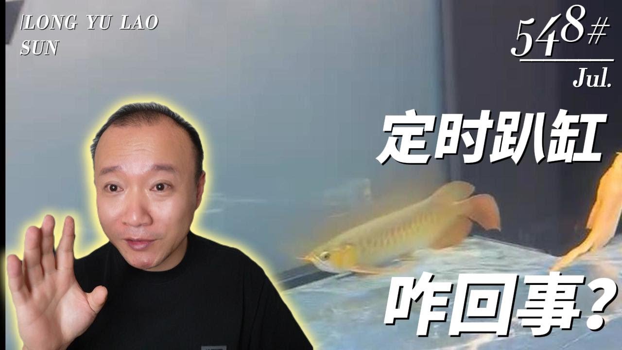 #548 越养越美 第2集 定时趴缸是什么原因？——龙鱼饲养教程进阶