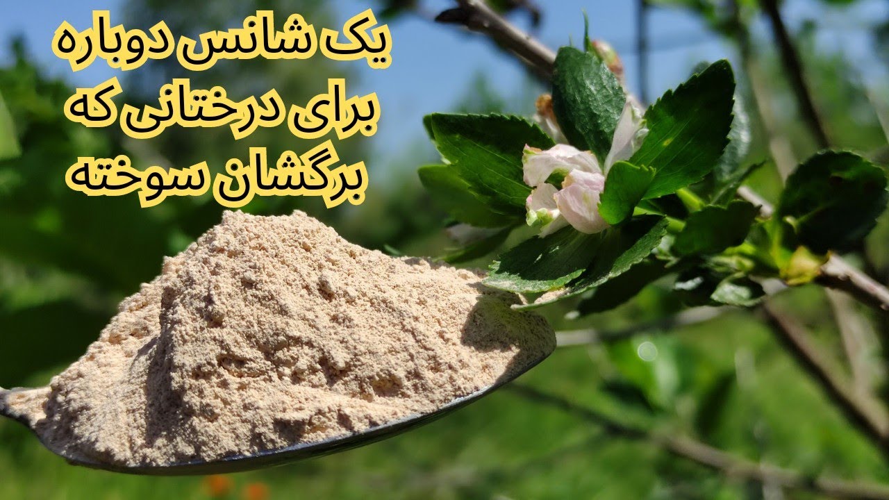 بررس چند عامل زرد و ضعیف شدن درختان میوه  و راه درمان سریع و بی نظیر برای یکی از بیماریها