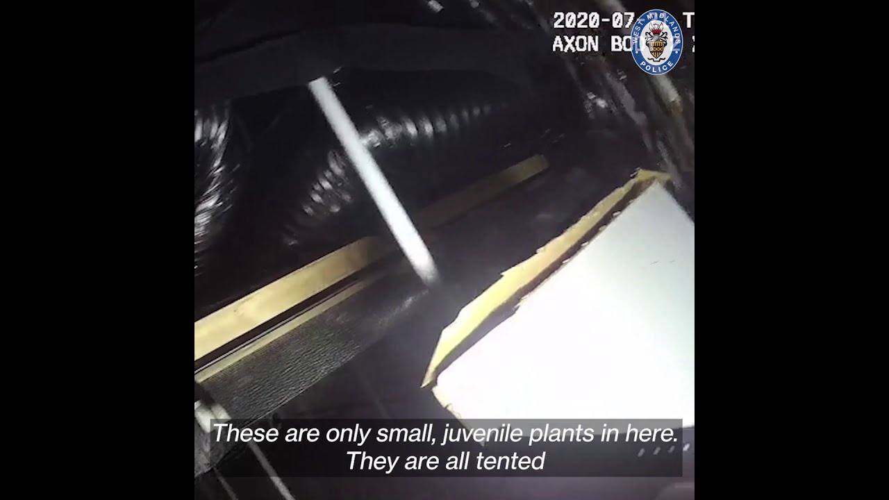 Inside the biggest cannabis factory we raided in 2020