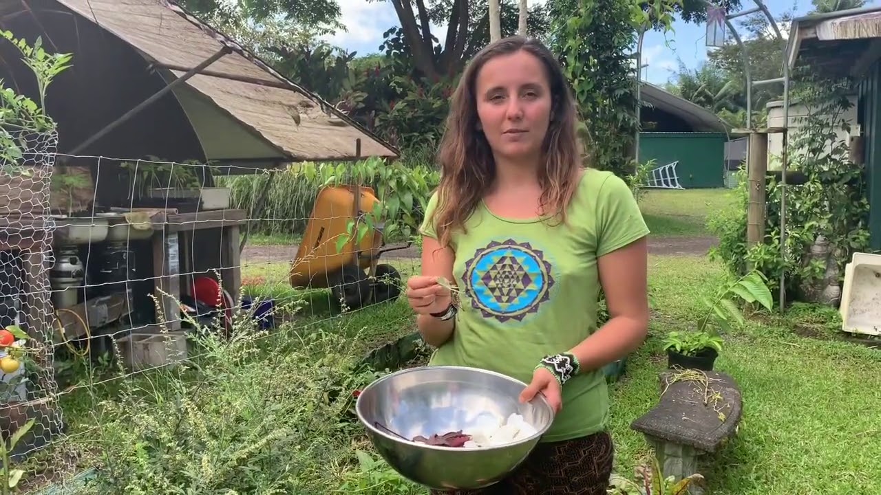 Wild Harvesting Tea In Hawaii