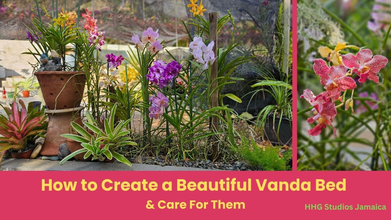 How to Create a Beautiful Vanda Orchid Bed - And Care For Them