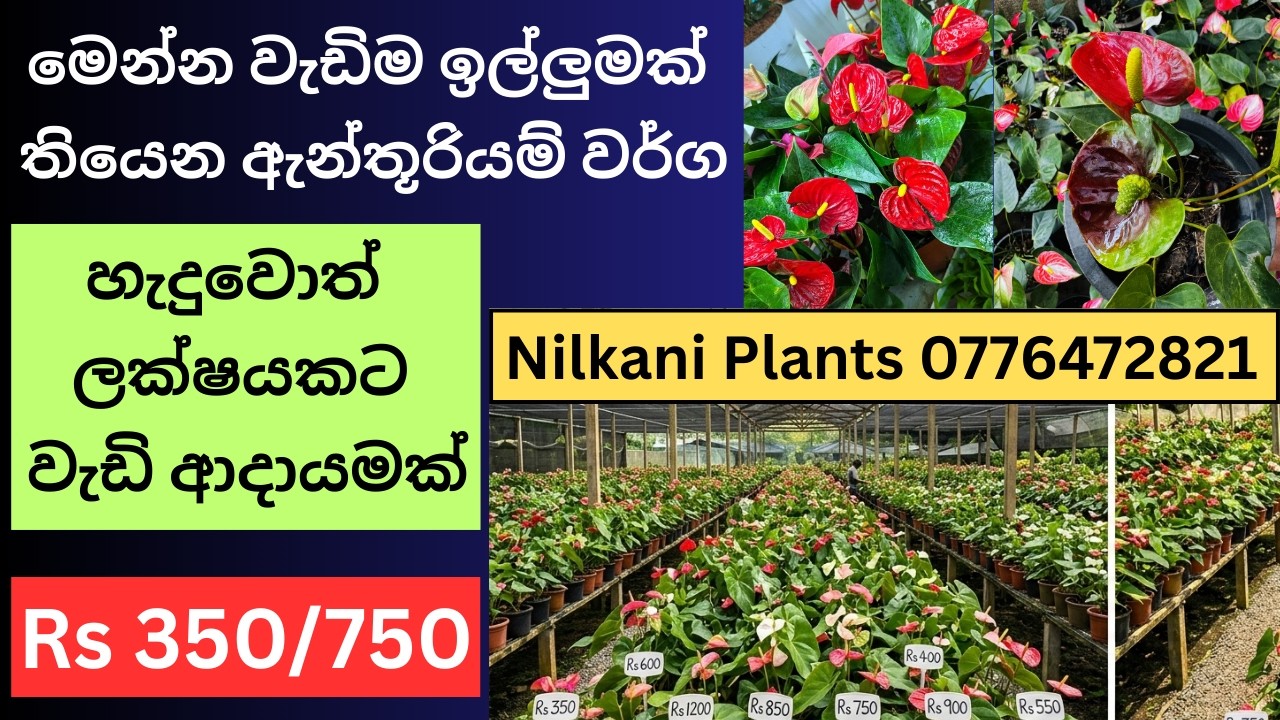 🇱🇰මෙන්න හැමෝම හොයන ලස්සන ඇන්තූරියම් පැල එකතුවක් -නිවැරදිව ඇන්තූරියම් හදමු