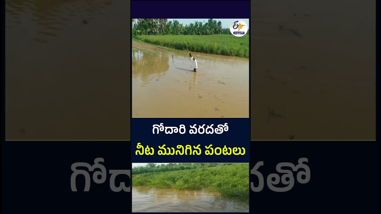 గోదారి వరదతో నీట మునిగిన పంటలు