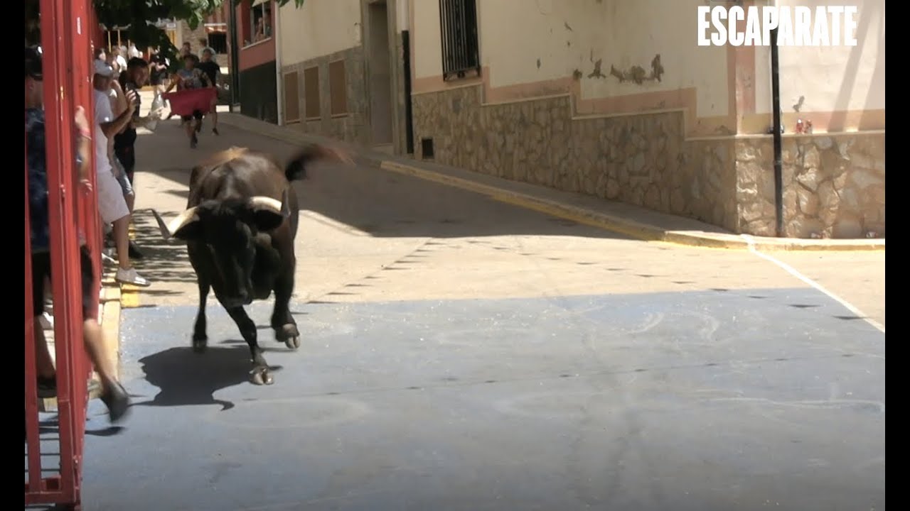 VACA TIBI 2024