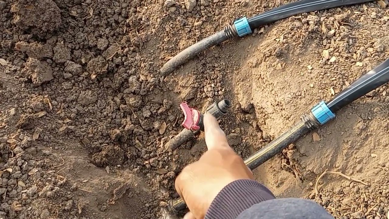 ¡¡¡¡ Ya pusimos el riego y también se puso el acolchado del invernadero !!!! 💦🌱