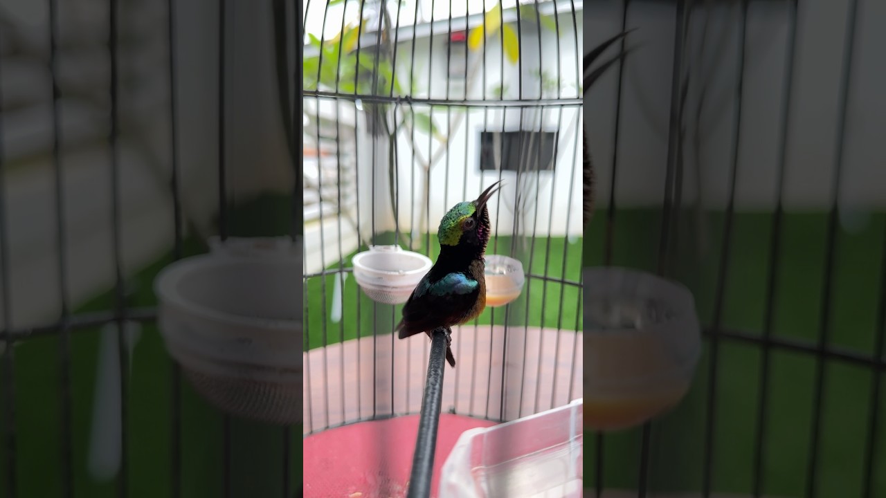 Kolibri ninja cepat nyaut