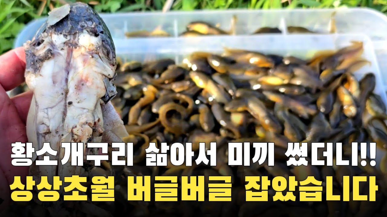 황소개구리 삶아서 미끼로 썼더니?? 엄청난게 들어왔습니다