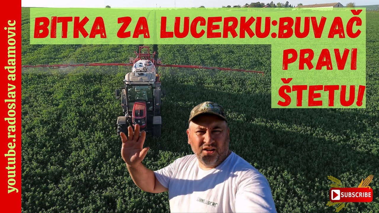 BITKA ZA LUCERKU: BUVAČ PRAVI ŠTETU ! : THE BATTLE FOR LUCERNE: INSECTS DO DAMAGE!