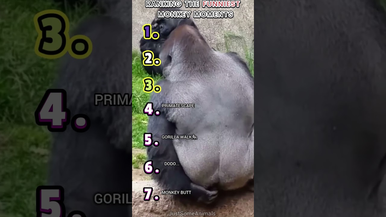 🐒RANKING THE FUNNIEST MONKEY MOMENTS🐒