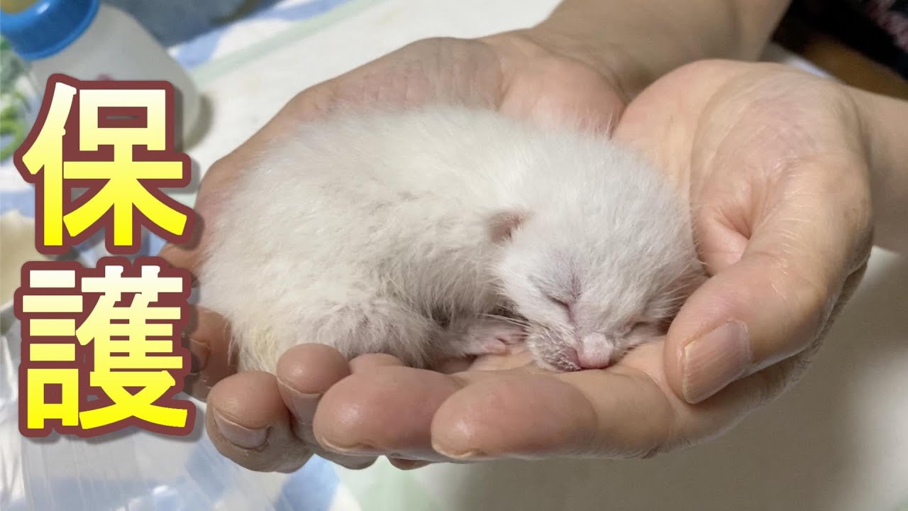 脱水症状を起こして危険な状態の生まれたばかりの子猫を保護しました【保護猫】