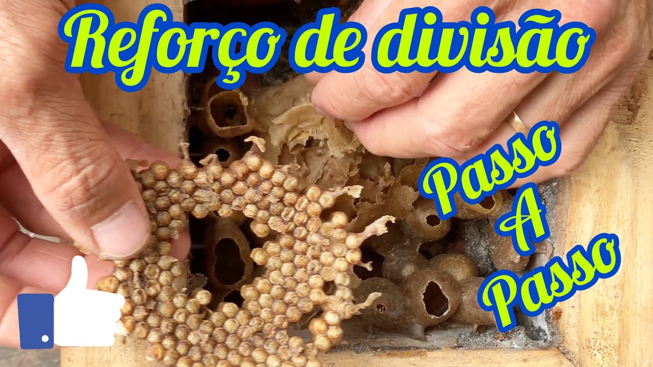 Reforço de divisões mandaçaias