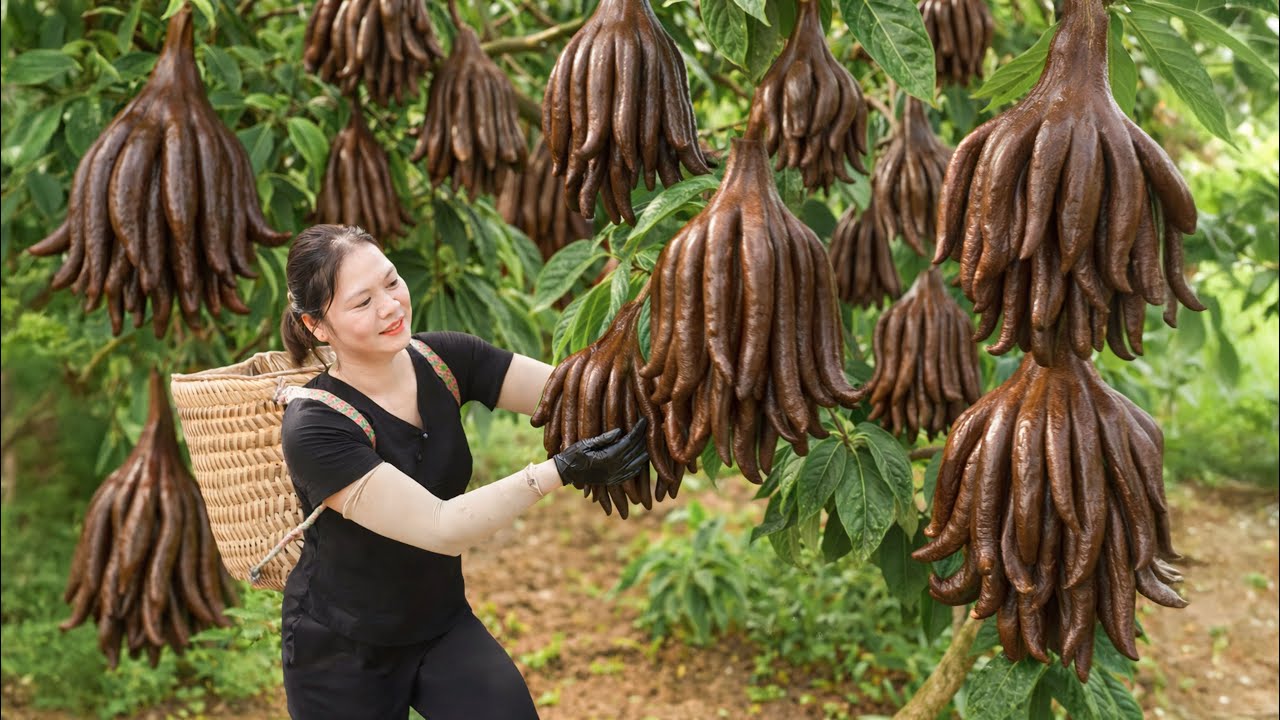 Harvesting Rare Chocolate Buddha's Hand Citrus in the Wild | Most Fragrant Forest Fruit
