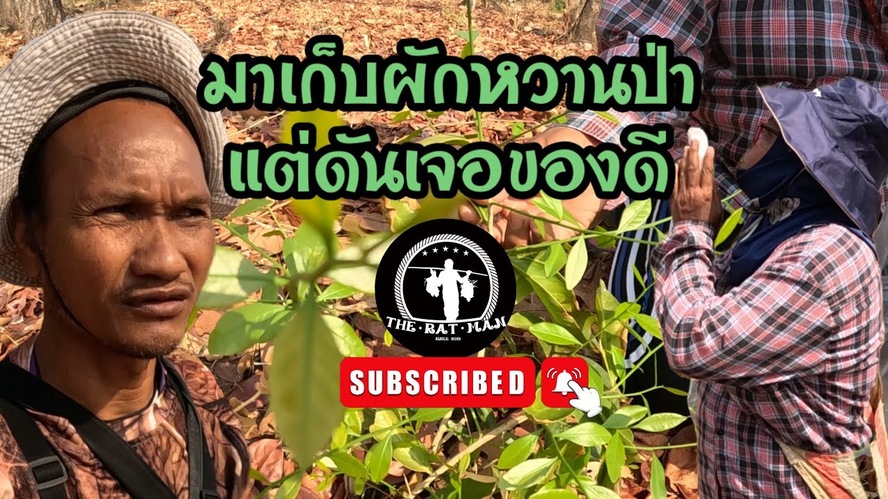 มาเก็บผักหวานป่าแต่ดันเจอของดี