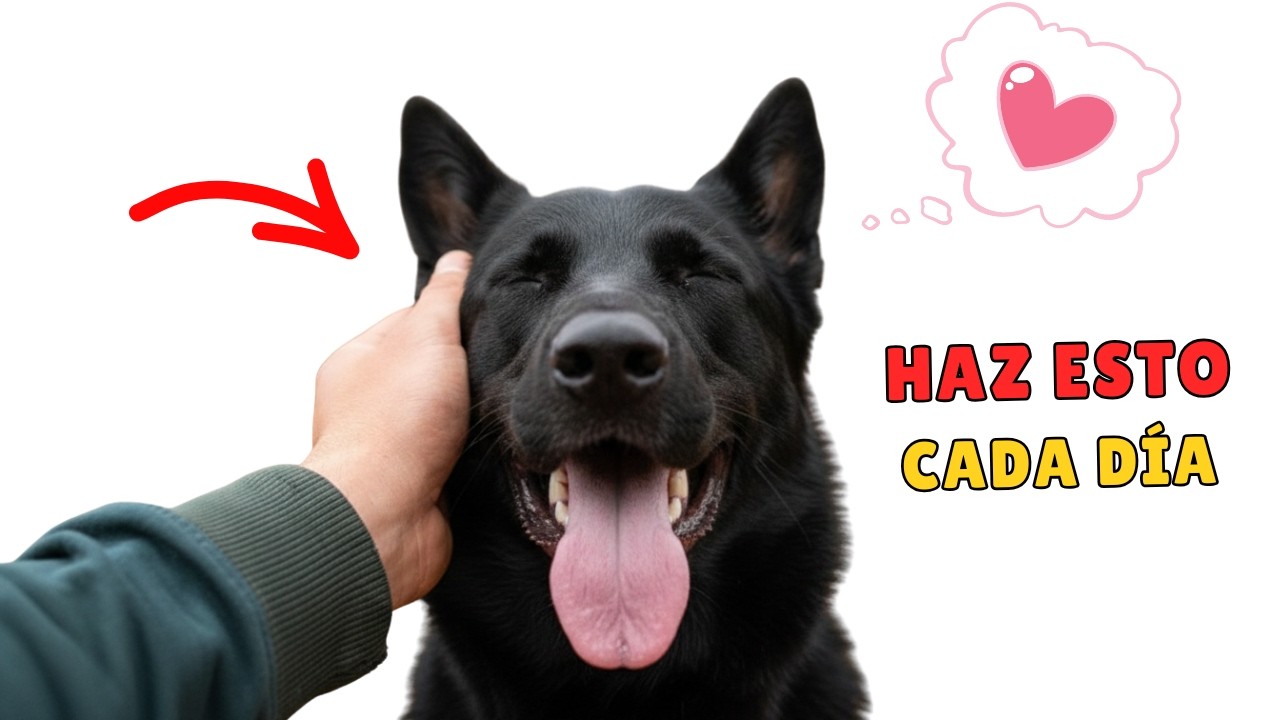 7 Señales Sutile De Que Un Perro CONFÍA En Ti Más Que En Nadie
