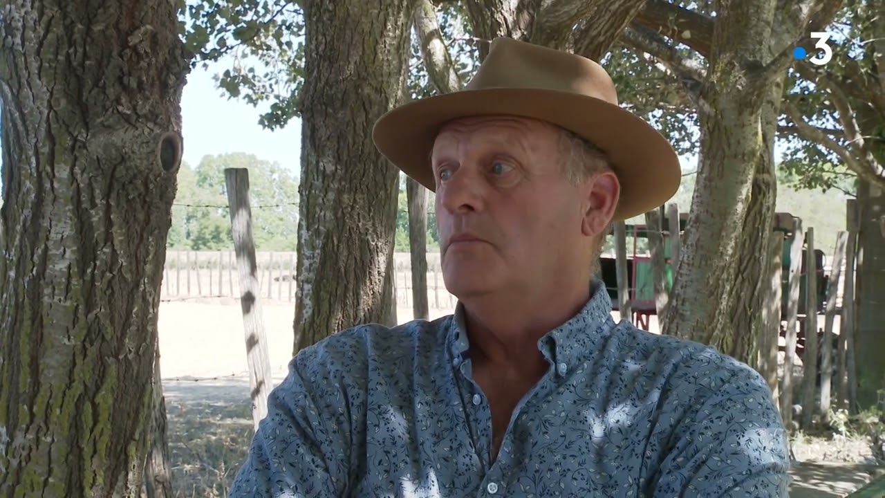 Camargue : les taureaux n'ont plus d'herbe pour se nourrir, l'abattage peut être une solution