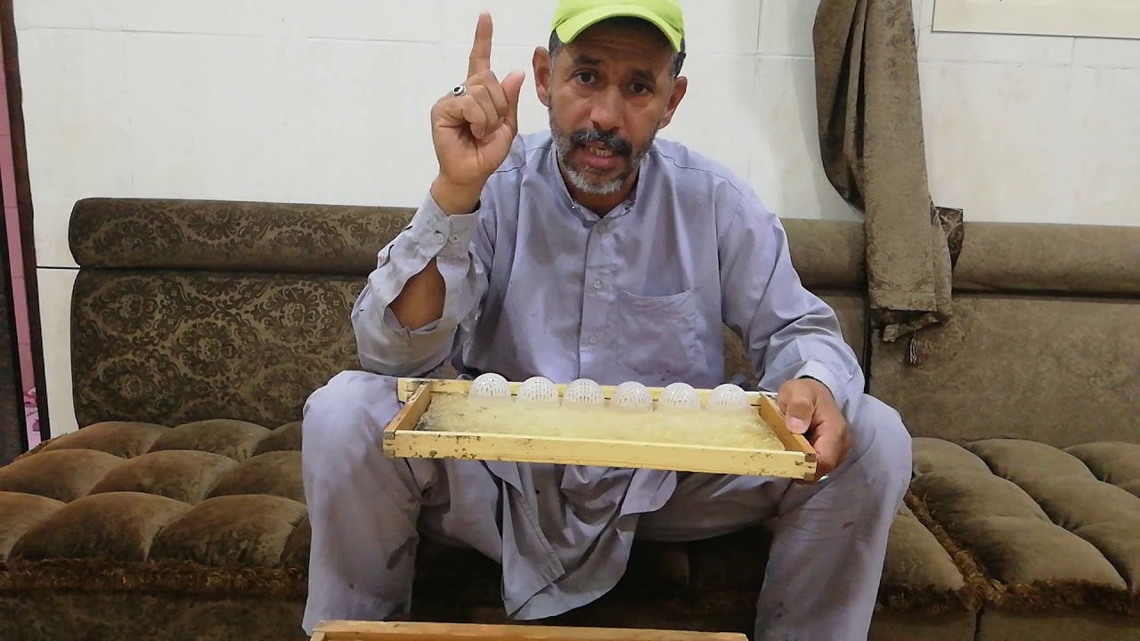 انتاج مئة ملك طبيعيه من خليه واحده
