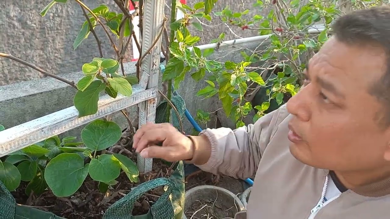 kiwi mulai keluar bunga