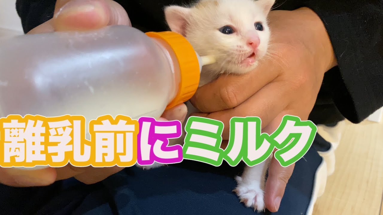 猫の子育て＃１７離乳直前の子猫にどうしてもミルクをあげたいおじさん