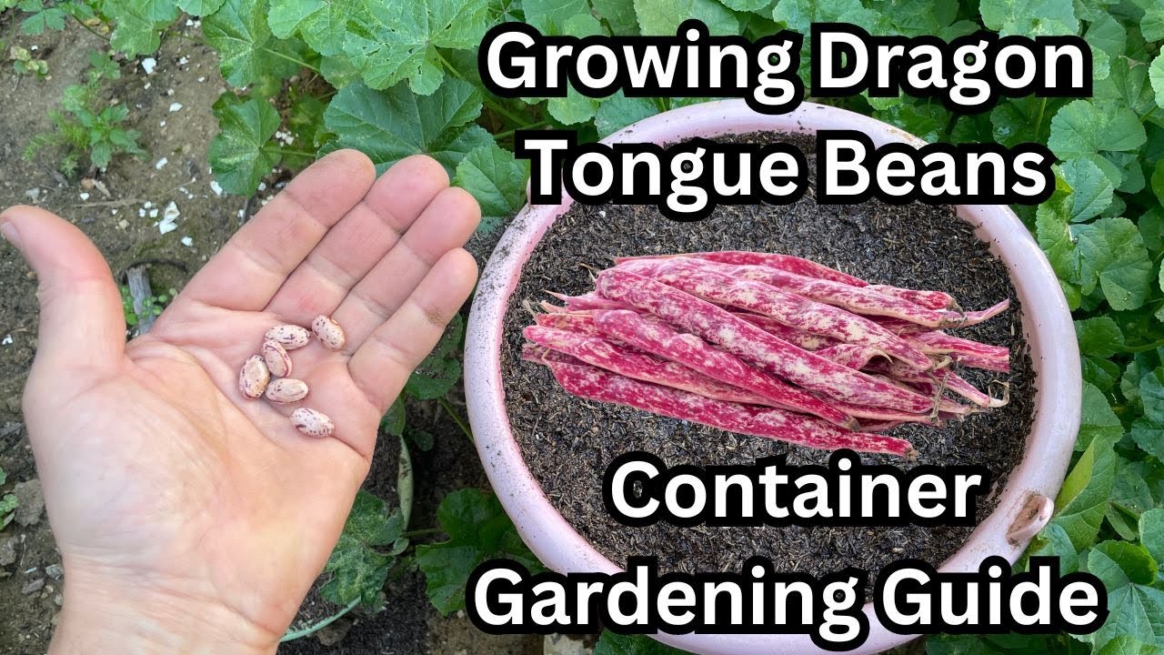 Growing Dragon Tongue Beans: Container Gardening Guide 🌱#beans #bean #gardening #containergardening