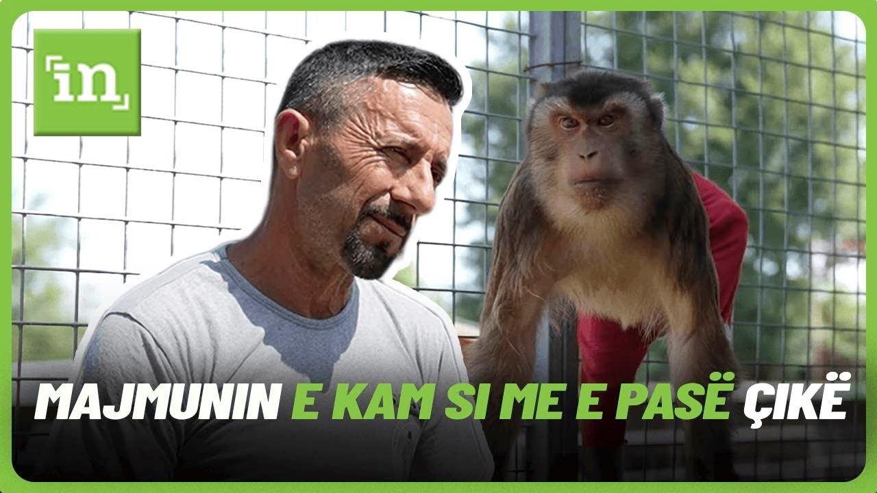“Majmunin e kam si me e pasë çikë, në shtëpi e mbajë ” - Brenda kopshtit zoologjik të Hysni Rexhajt