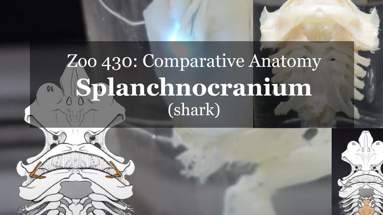 Osteology (Chondrology?): Splanchnocranium (shark)