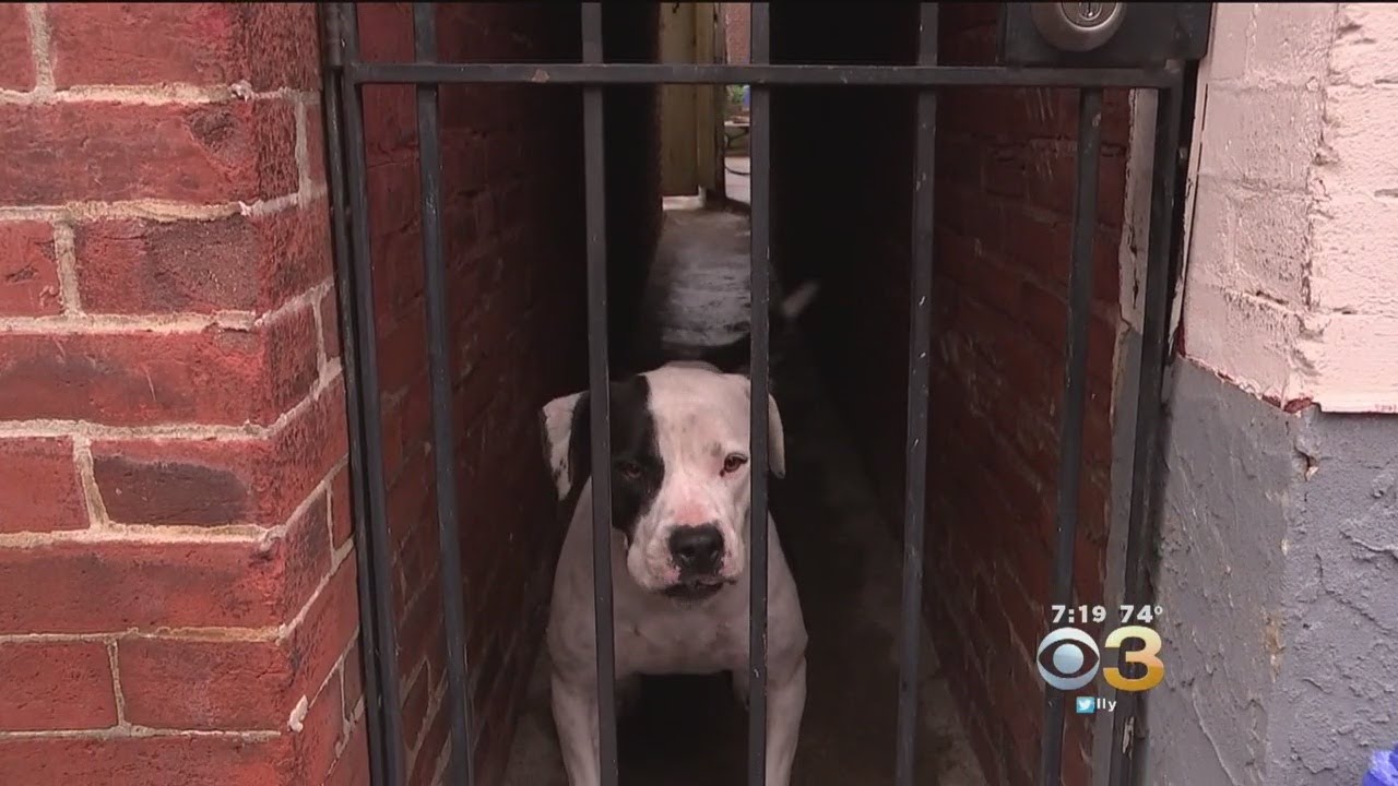 PSPCA Ride-Along Shows Front Line Of Fighting Against Animal Cruelty