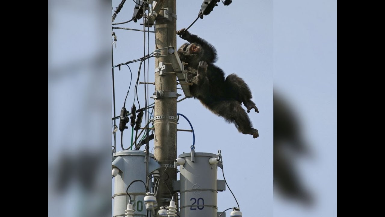 Cha Cha the Chimp Leads Police on Chase After Zoo Escape