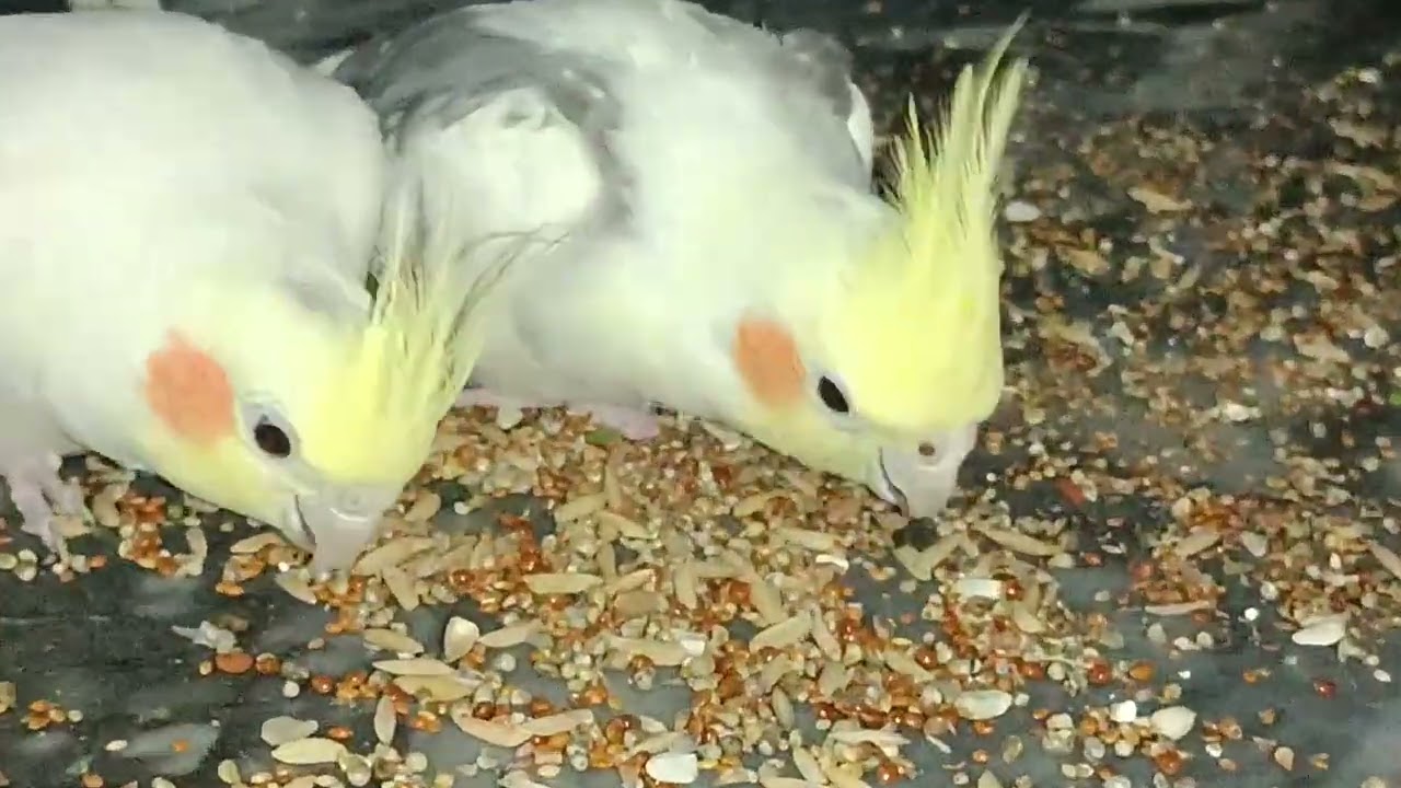Love bird eating 