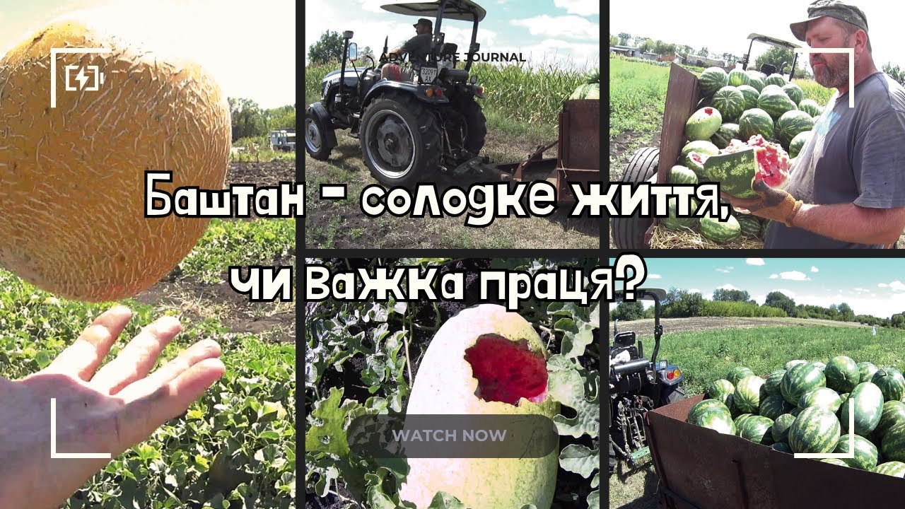 Баштан на богарі - неочікуваний врожай!