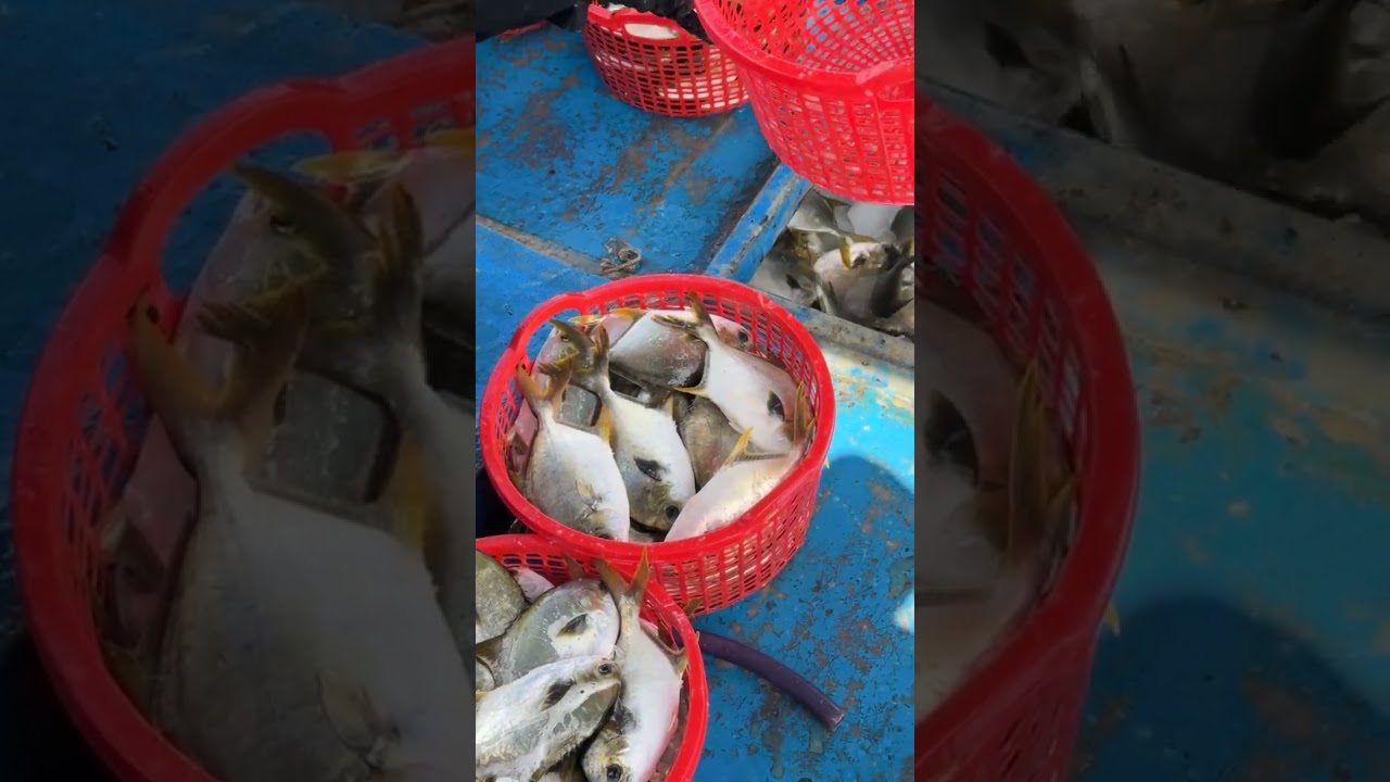 @giathuysan 🔴 Thu hoạch bè Cá Chim giá tốt cho bà con Miền Trung #cáchim #cábiển @cabienvietnam