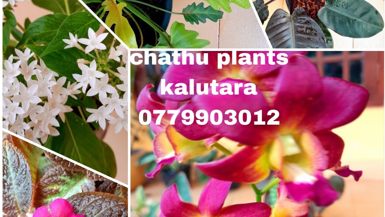 24 මල් සේල්  කළුතර 🌹🌹💐  0779903012