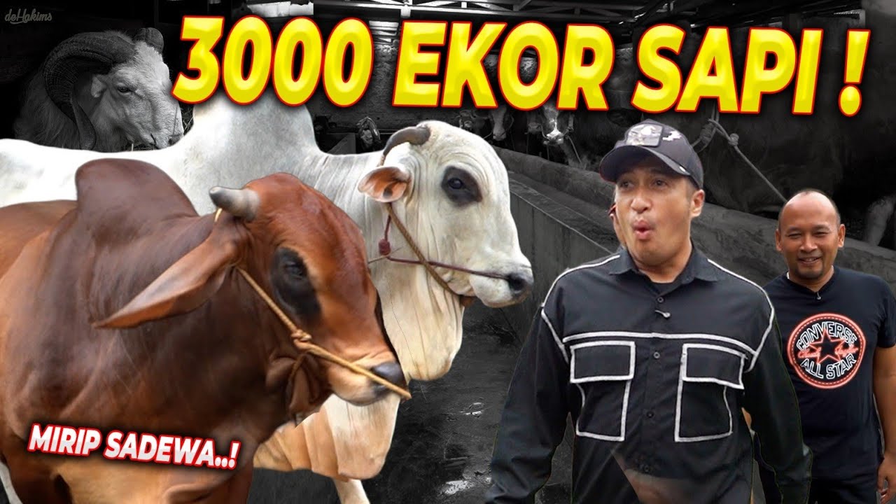 Wow..!! KDM PERNAH KESINI..!! RIBUAN DOMBADAN KAMBING.. 12 RIBU EKOR BEBEK..!