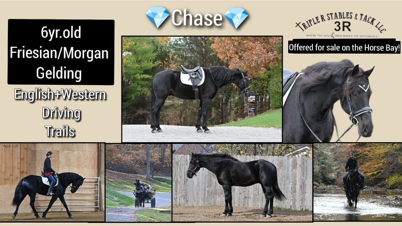 💎Chase💎 ‼️Offered for sale on the Horse Bay ‼️