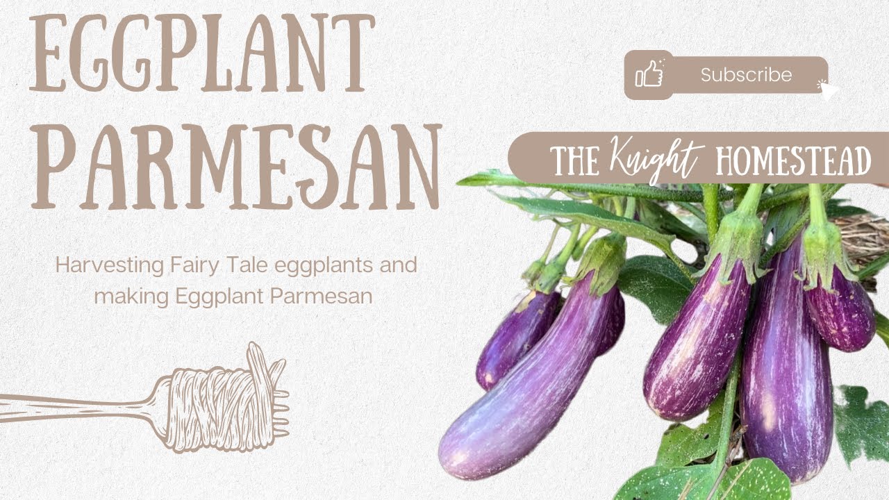 EGGPLANT PARMESAN // HARVESTING FAIRY TALE EGGPLANTS //gardening in East Texas