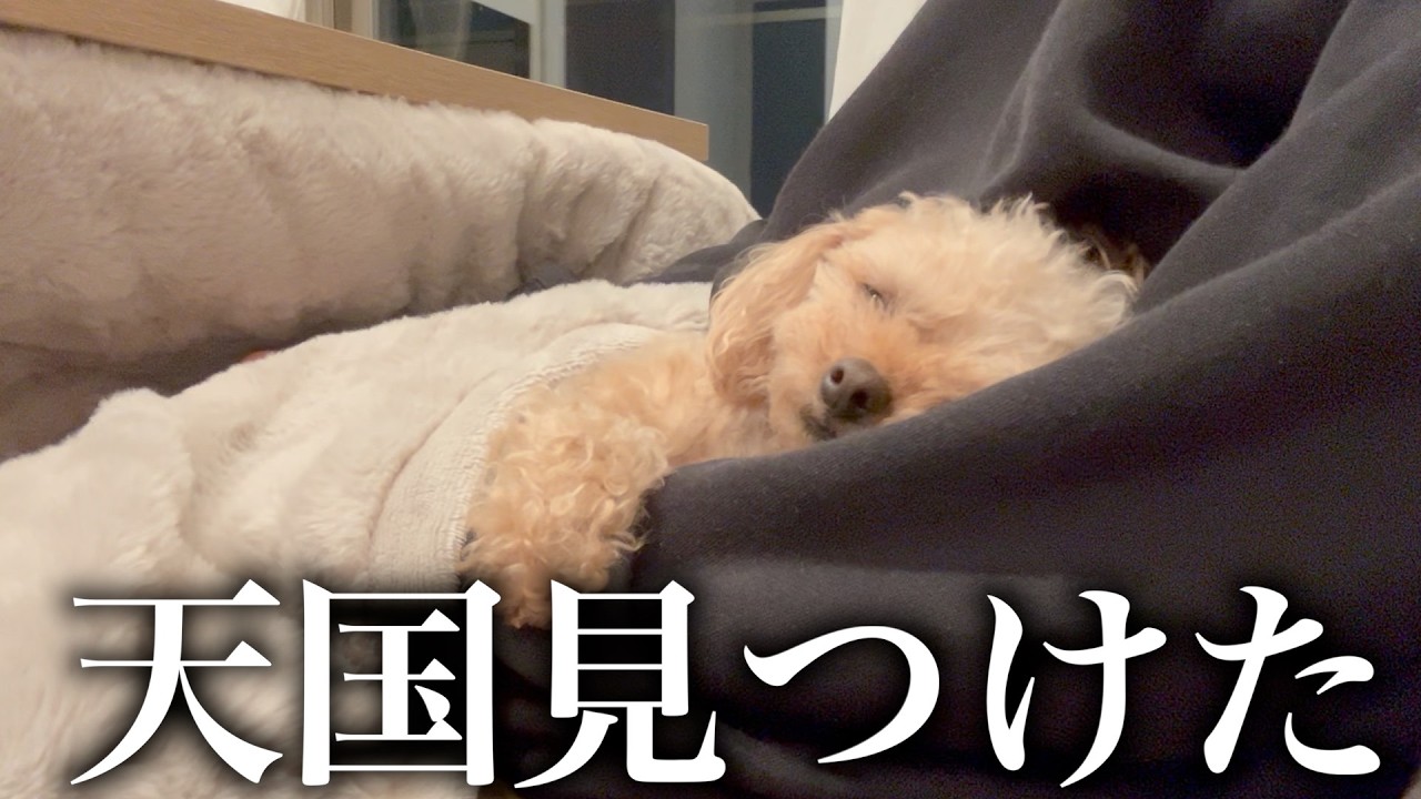 こたつを出したら愛犬が出てこなくなりました。
