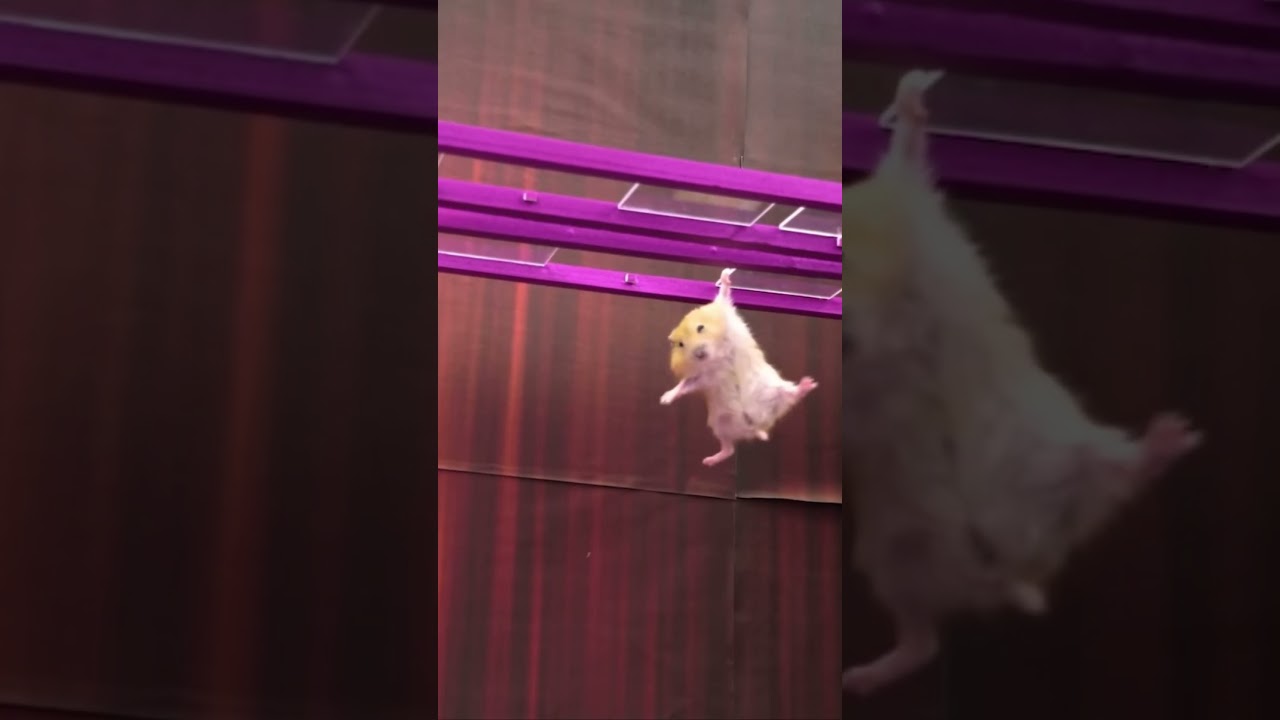 sorry hamster😭😭😭😭😭 