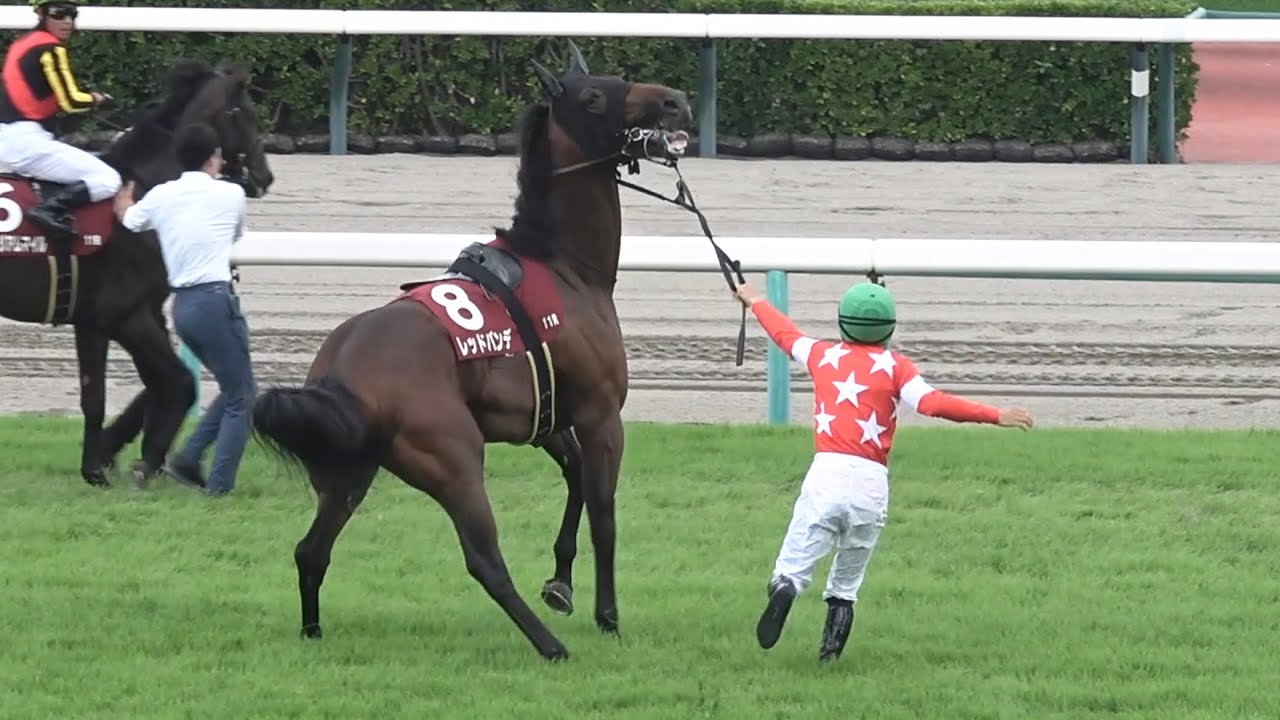 【現地】レッドバンデが放馬しそうになったところを手綱を握り続けて未然に防ぐ佐々木大輔騎手【セントライト記念 中山競馬場】