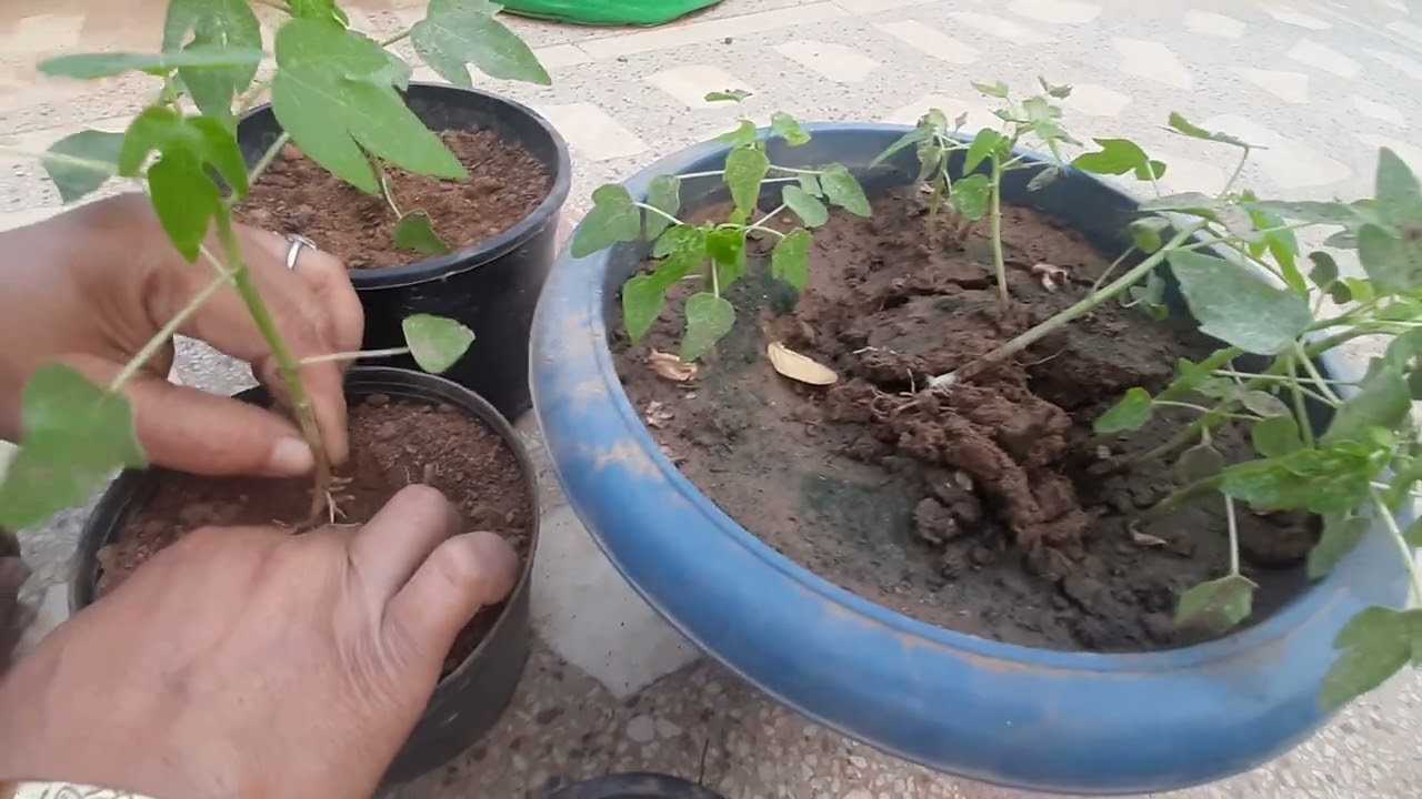 How to Grow or Shifted  Papaya plant in Pot  # Pari   Terrace Gardening # sec 52 wazirabad Gurugram