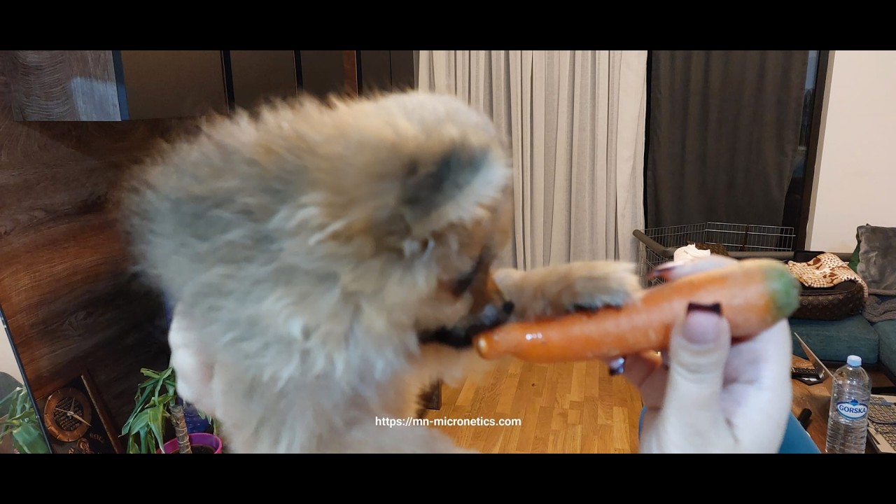 You must see happy Baby Puppy eating dinner bit by bit 😋 #dog #live #love #dogs #viral