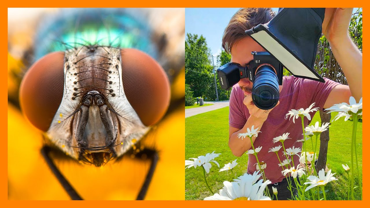Insect Macro Photography | Large Garden